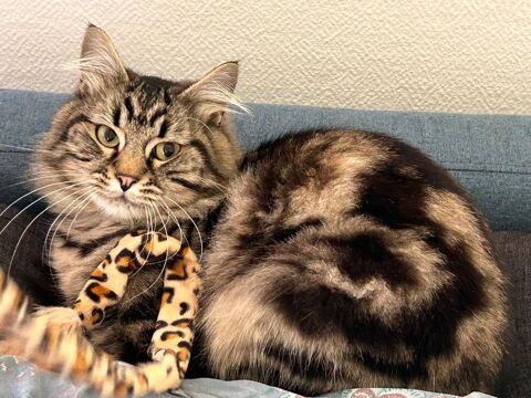 Adorable chat 0 92220 Bagneux