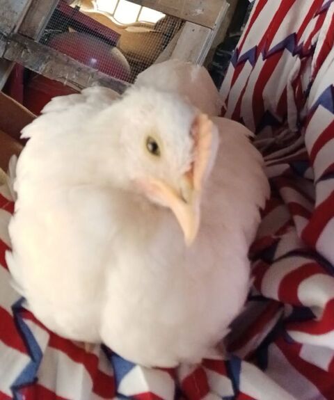 Coq 10 67220 Steige