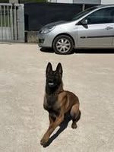   Chien ARES à l adoption 