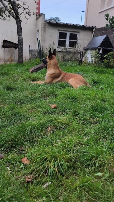 malinois 0 Ch�teaubriant (44)