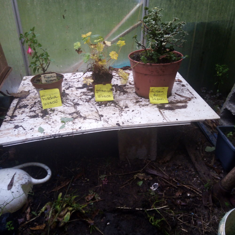 Plantes ornementales et vivaces. Jardin