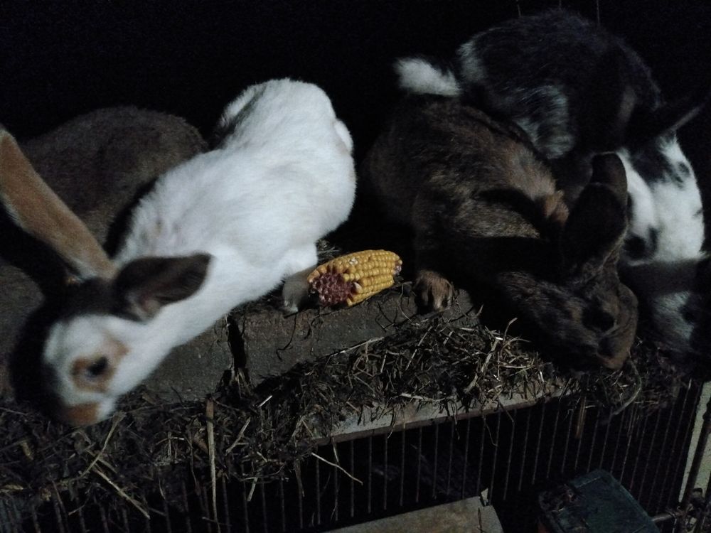   Lapins fermiers 
