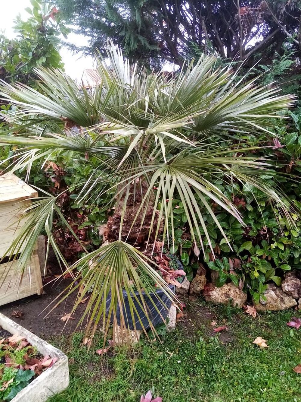Palmier dattier Jardin