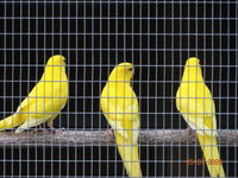   Kakariki  