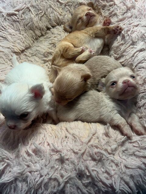 somptueux petits chihuahuas poils long 2600 49000 Angers