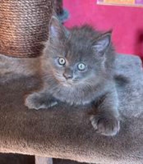   Chatons Maine COON  