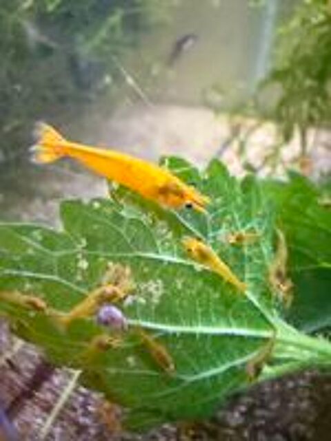   Crevettes Neocaridina orange 