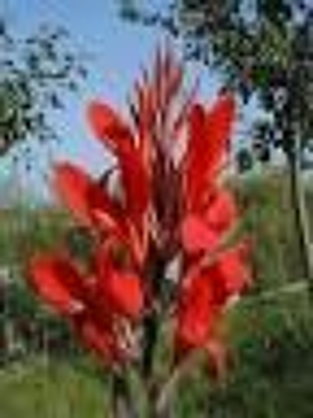 3 bulbes de canna rouge Jardin