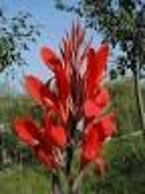 3 bulbes de canna rouge 3 Rampoux (46)