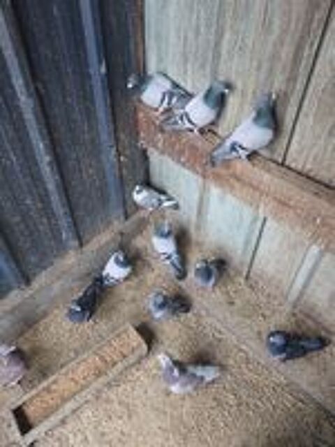   Pigeons voyageurs 