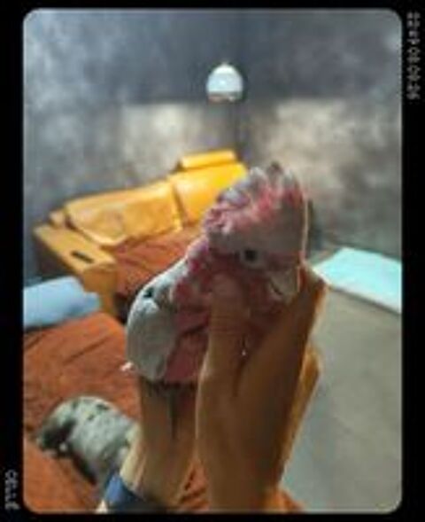   rosalbin eam 4 mois 