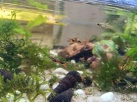   Guppy endler  