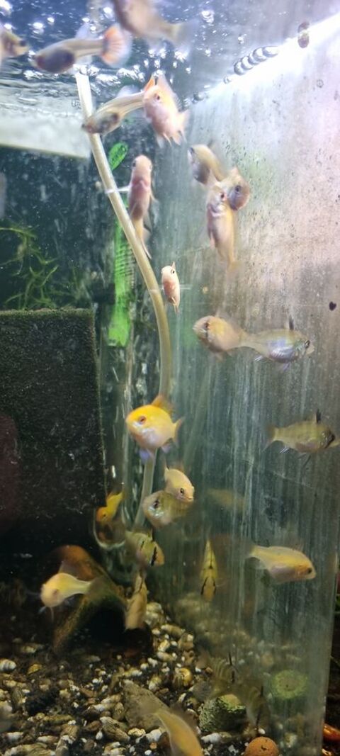 Apistogramma ( microgeophagus)Ramirezi gold et classiques 10 38100 Grenoble