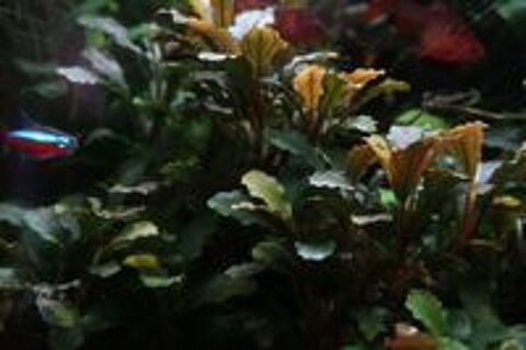   Plantes aquariums
