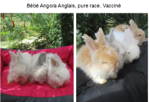   bb lapin ANGORA ANGLAIS, pure race , yeux bleus 