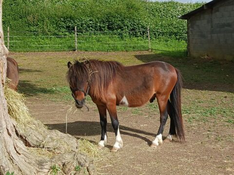 Jeune cheval AMHA 45420 Dammarie-en-puisaye