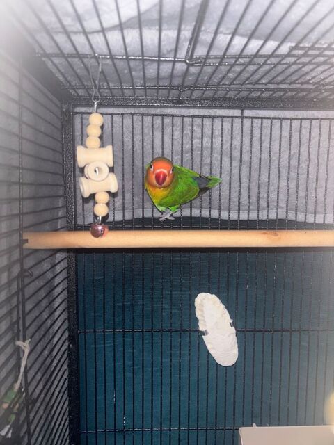 je 1 couple et un inséparable tout seul 50 91070 Bondoufle