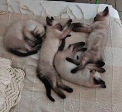   Chatons siamois
