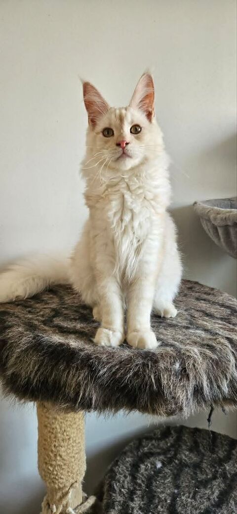 Chaton maine coon loof 1100 77640 Jouarre