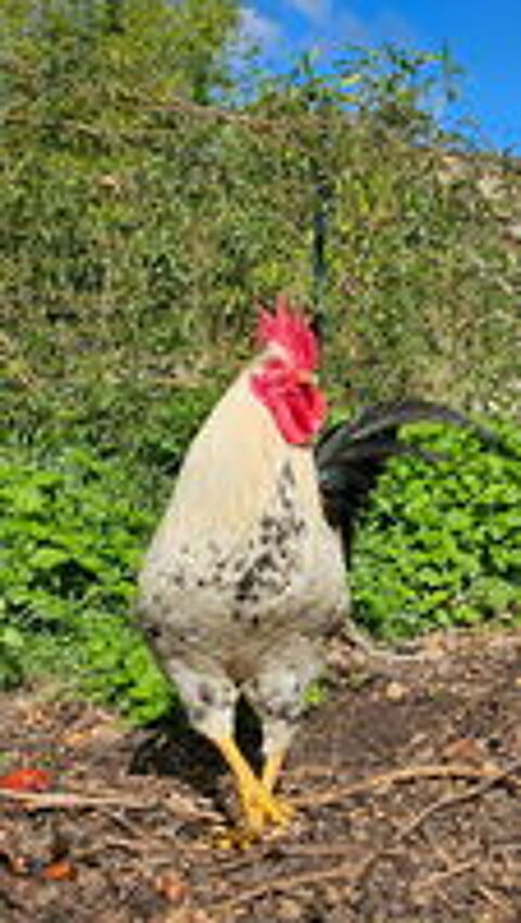   don coq 