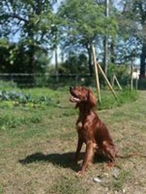   chiot setter irlandais rouge 