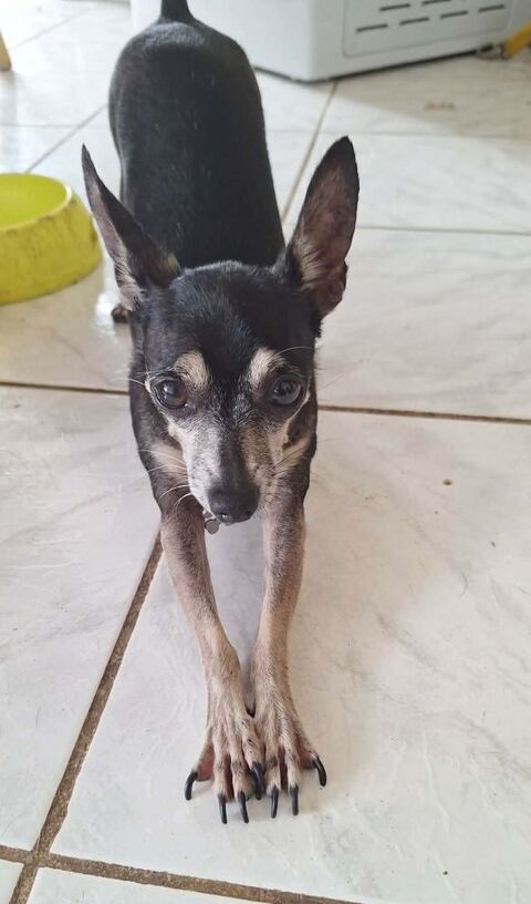 ZIGGY le petit pinscher 350 76100 Rouen