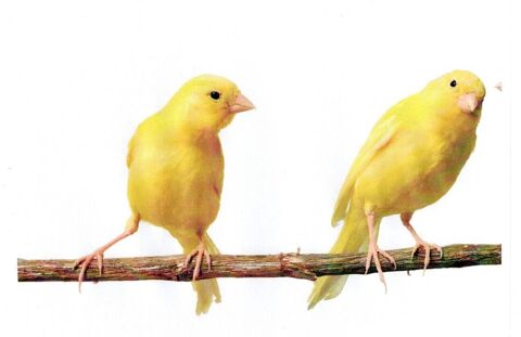 lot de trois canaris jaunes schimel  2 femelles et 1 m&acirc;le 45 60190 Montiers