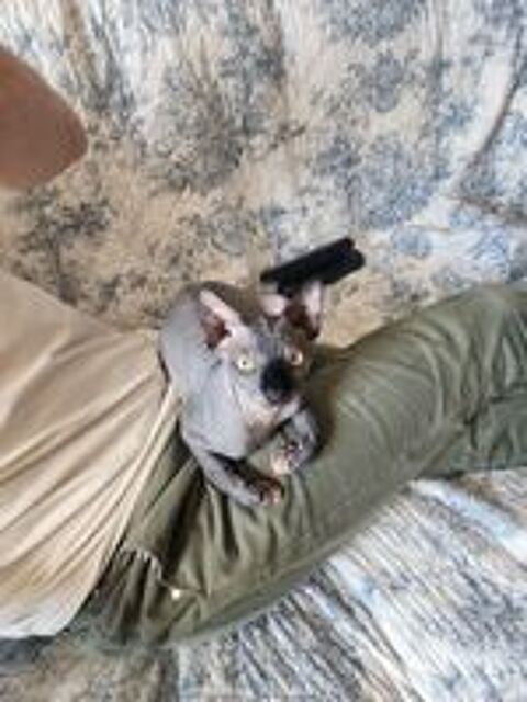   Chatons Sphynx Hairless Loof 
