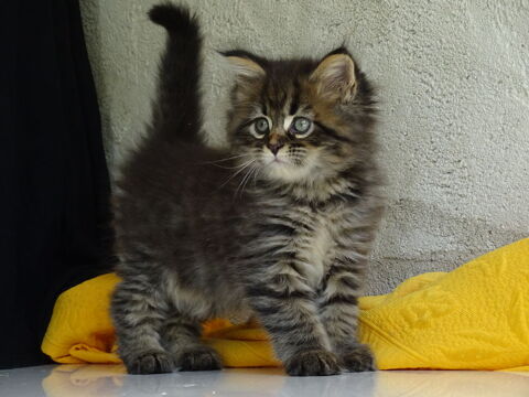 magnifique chatons Maine Coon X persan chinchilla 550 81630 Salvagnac