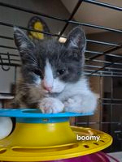   BOOMY 