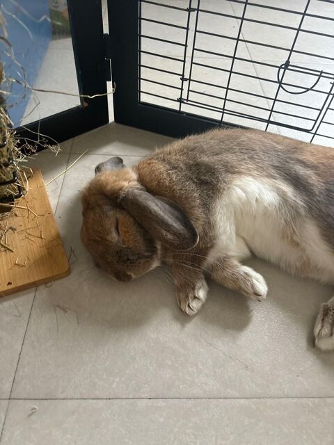 Donne lapin bélier 0 18230 Saint-doulchard