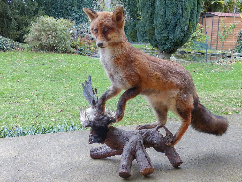 Renard avec pie Décoration