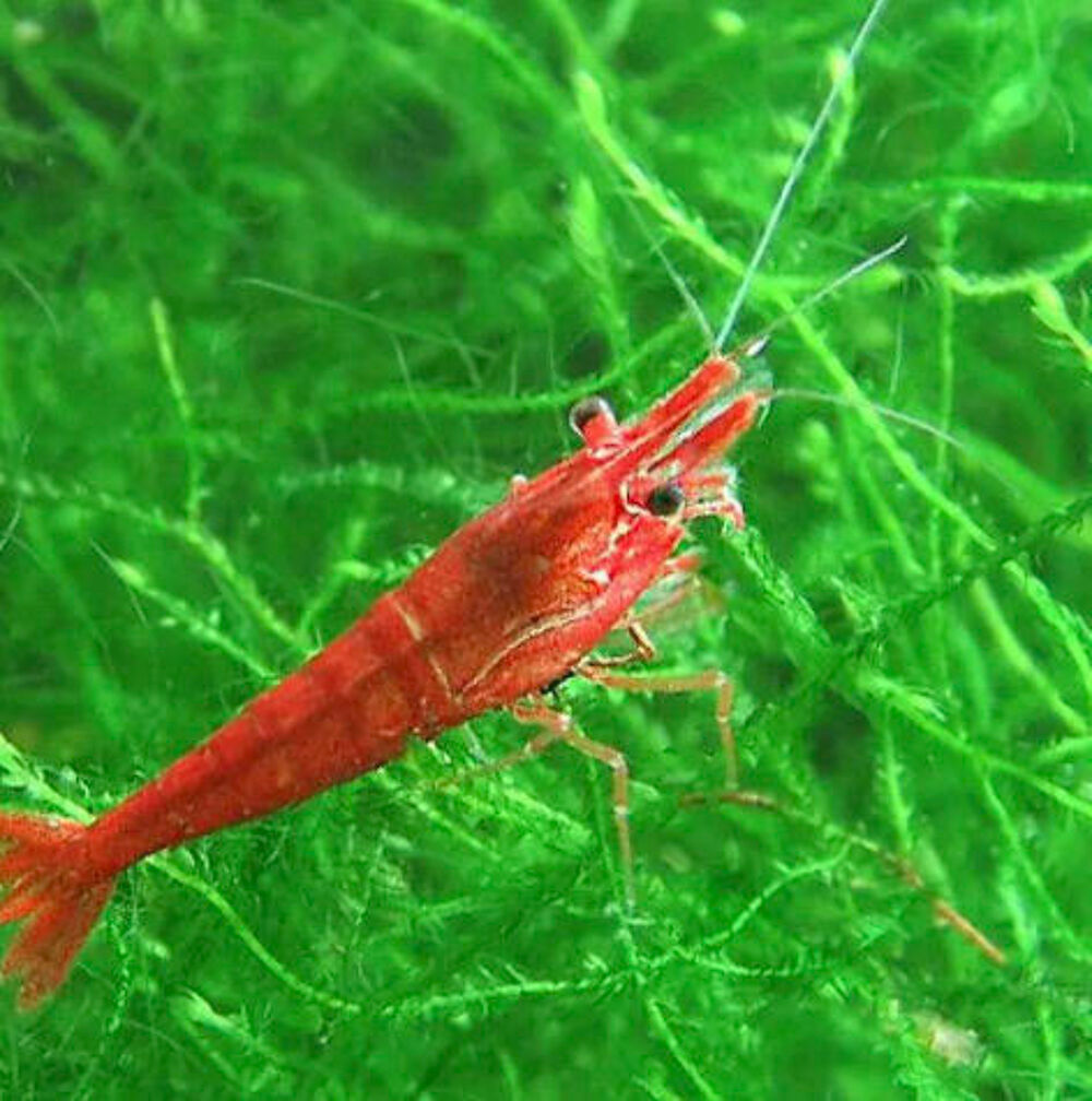 crevettes Red cherry Jardin