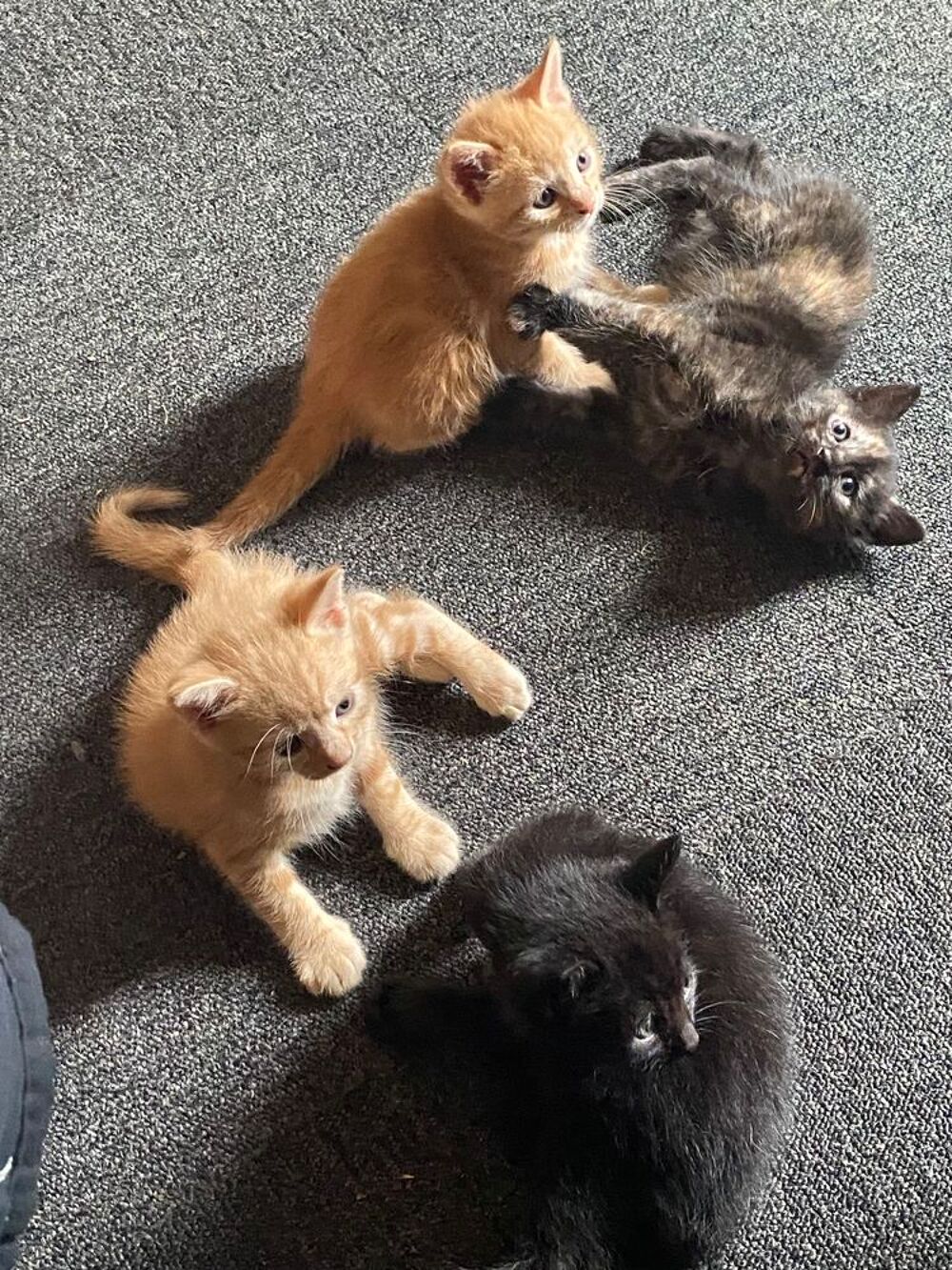   A saisir 4 chatons, 3 mâles et une femelle. 