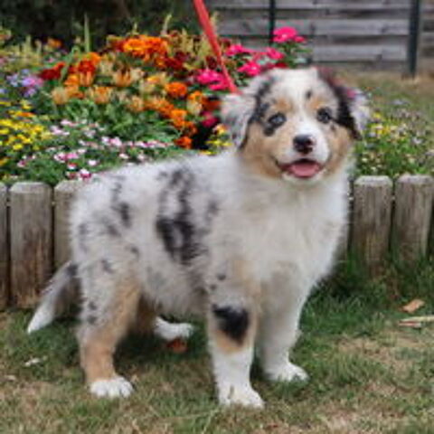   CHIOTS BERGER AUSTRALIEN MALE ET FEMELLE  