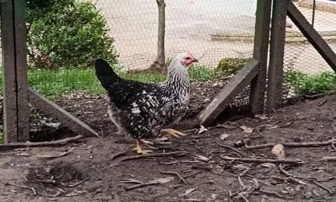 Poules pondeuses 12 95680 Montlignon