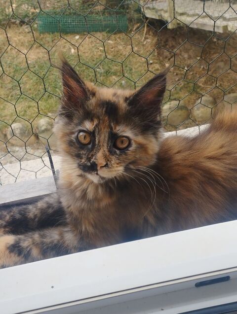 Chatons maine coon LOOF ? 1050 29600 Saint-martin-des-champs