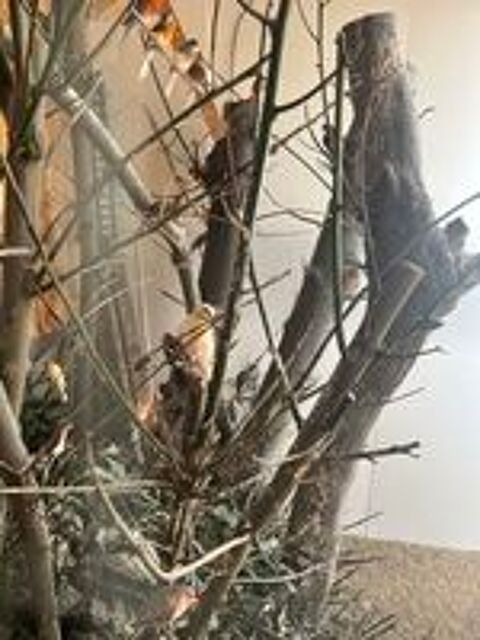   Canari Arlechin  