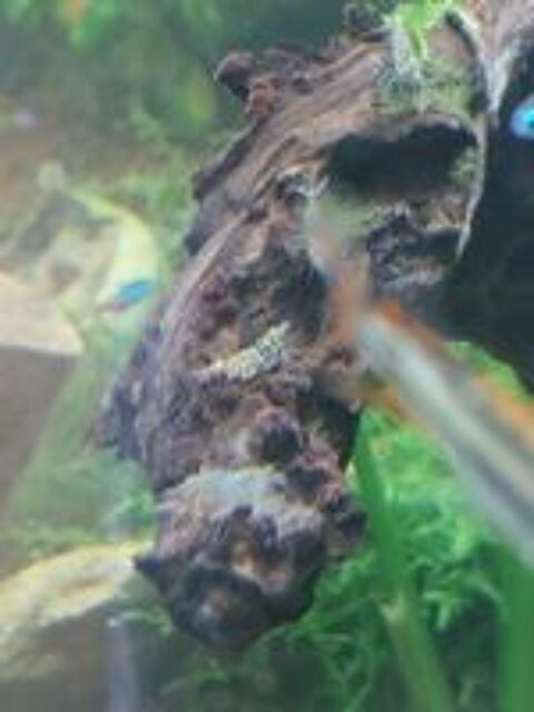   Crevettes aquarium eau douce  