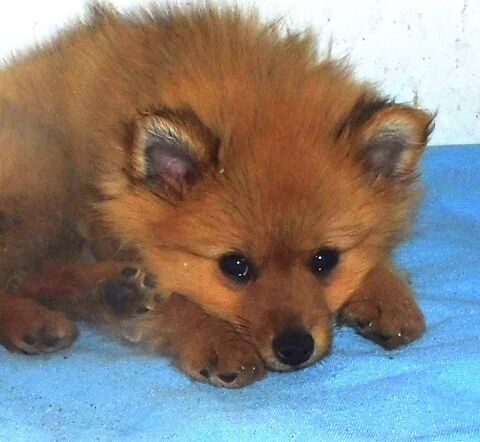 ADORABLES Chiots SPITZ NAIN 980 82000 Montauban