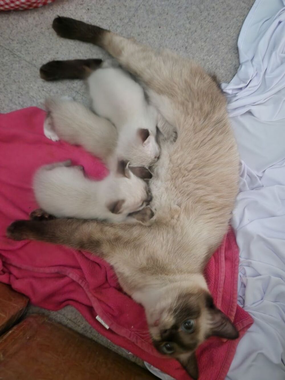   A réservé 3 chatons Siamois Siamois Thaï . 