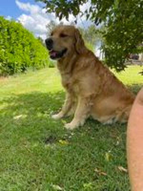   Chiots golden retriever
