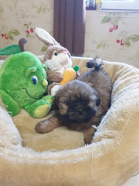 SPLENDIDES SHIH TZU MÂLE ET FEMELLE A RÉSERVER.. 660 86400 Civray