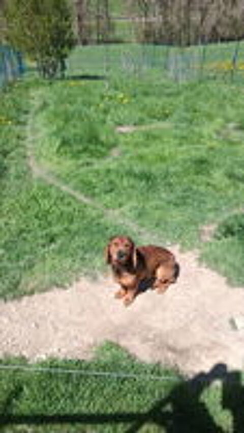   Chiot basset des alpes  