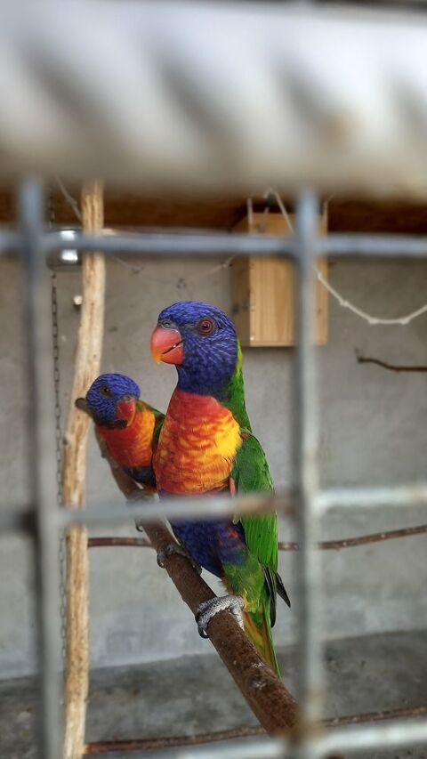 loriquet de swainson 500 07430 Saint-clair