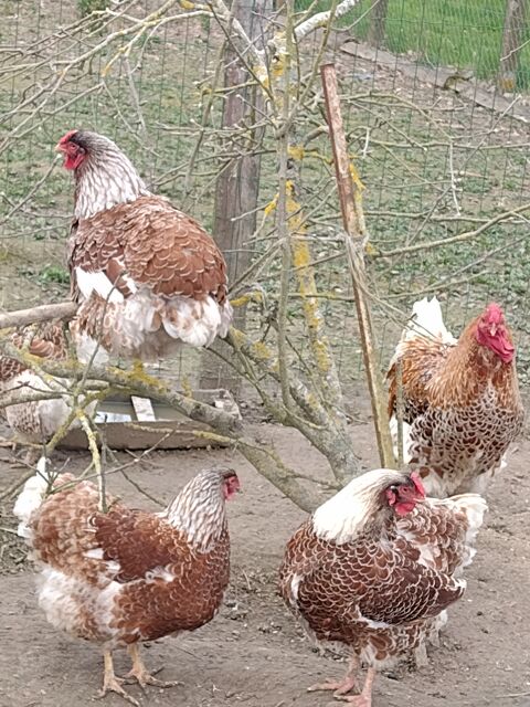 oeuf fécondé de poule pure race 2 28160 Brou