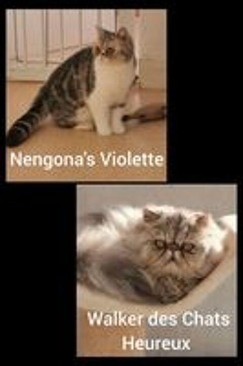   Chaton Exotic Shorthair  