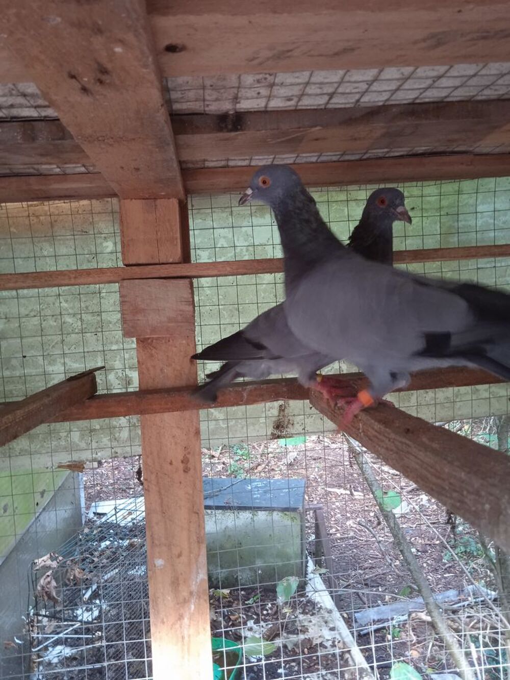   pigeon bleu de gascogne 