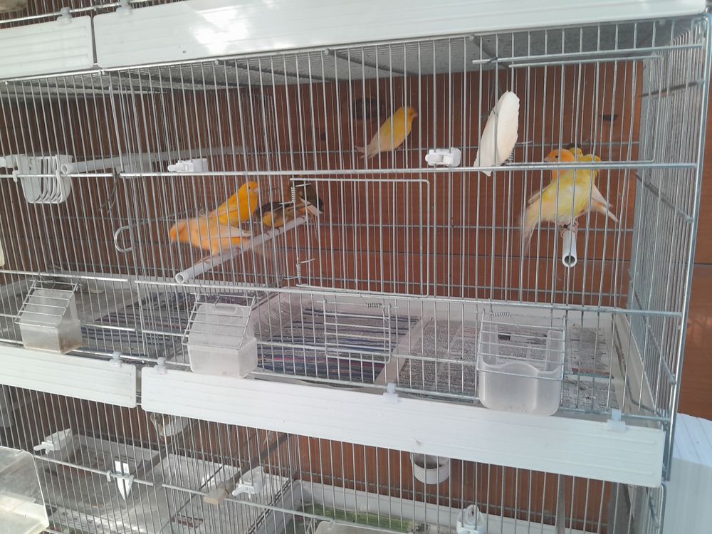   Oiseaux de voliere
Canaris Différentes couleurs  