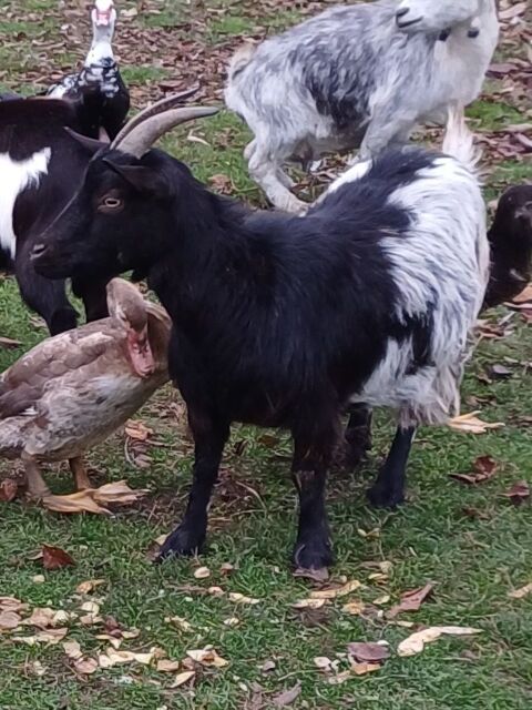 Chèvre naine pleine 100 02100 Saint-quentin
